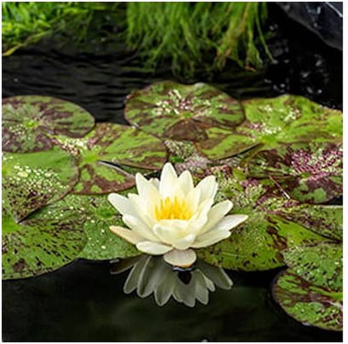 Moerings Nymphaea Marliacea Chormat | Waterlelie | In 11CM pot
