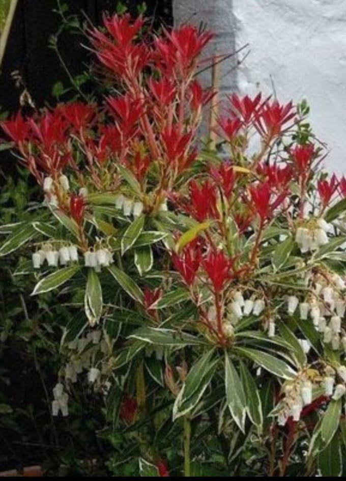 Pieris hybr. 'Flaming Silver' - Rotsheide 'Flaming Silver' , Lavendelheide 30- 40 cm in pot