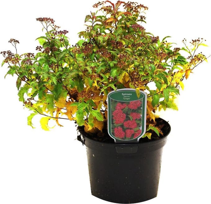 Spiraea japonica 'Crispa' - Spierstruik 25-30 cm in pot