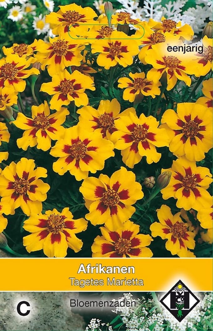 Van Hemert & Co - 2 stuks Tagetes patula nana Marietta