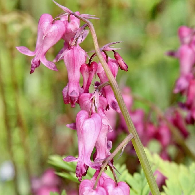6 x Dicentra Eximia 'Stuart Boothman'  - Gebroken Hartje pot 9x9cm