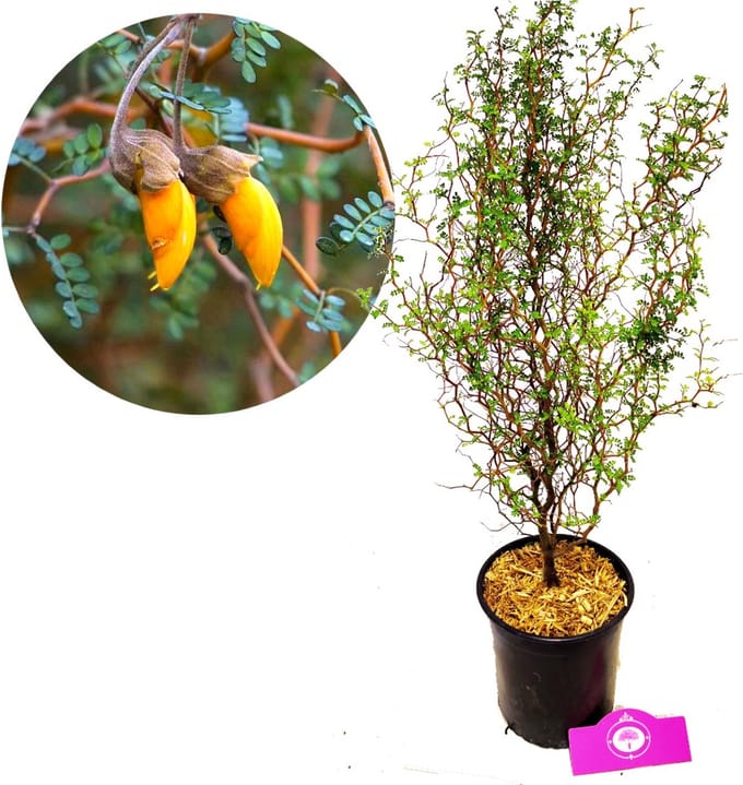 Sophora 'Little Baby' Honingboom, 2 liter pot