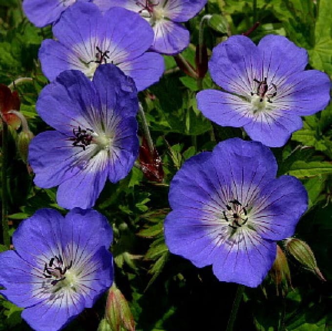 3 x Geranium 'Jolly Bee' - Ooievaarsbek pot 9x9cm