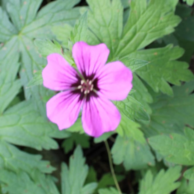 6x Ooievaarsbek - Geranium psilostemon - Pot 9x9cm