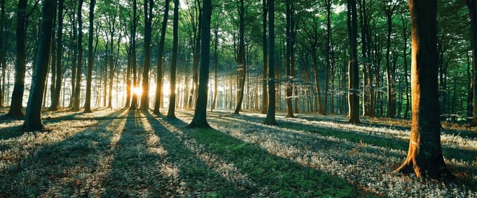Forest Trees Beam Light Nature Photo Wallcovering