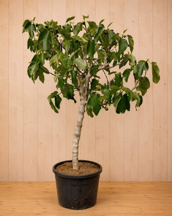Ficus carica Vijg 250 cm stamhoogte 90 cm Warentuin Natuurlijk