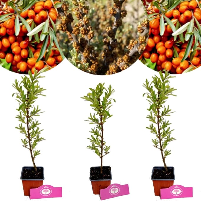 Set van 3 Duindoorns - Hippophae rhamnoides - 2x vrouwelijk, 1x mannelijk - Hoogte 25cm - 9cm pot