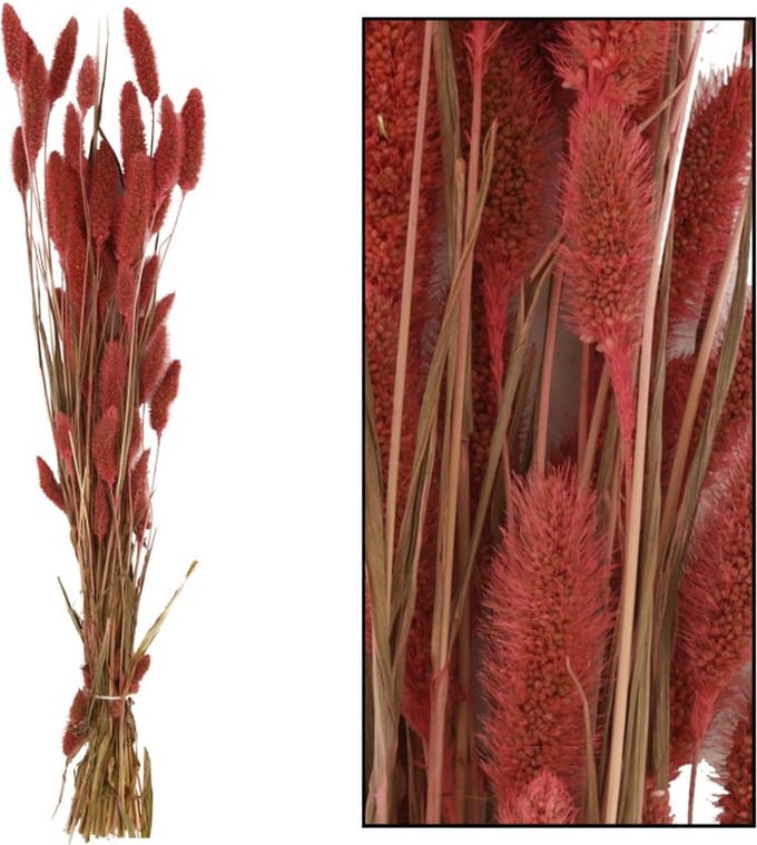 Setaria droogbloem roze