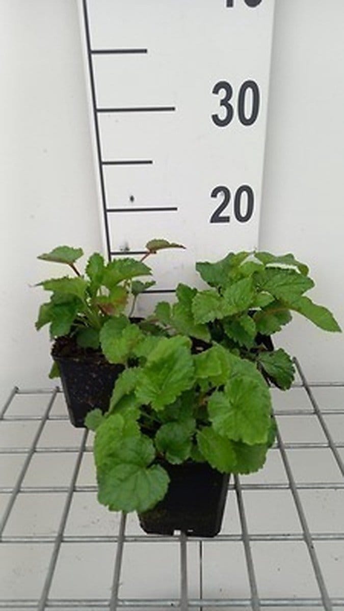 6x Klokje - Campanula takesimana | 9x9 cm pot