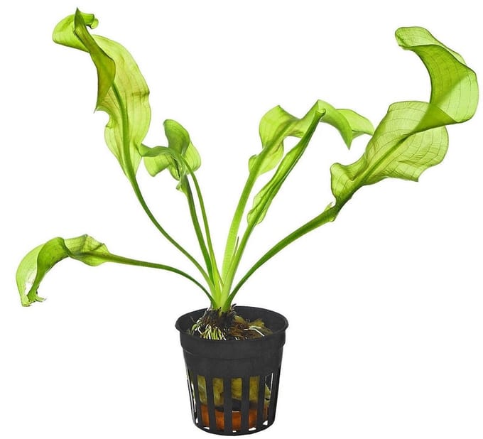 Moerings Aponogeton Ulvaceus | Zeeslakruid | In 5 cm pot