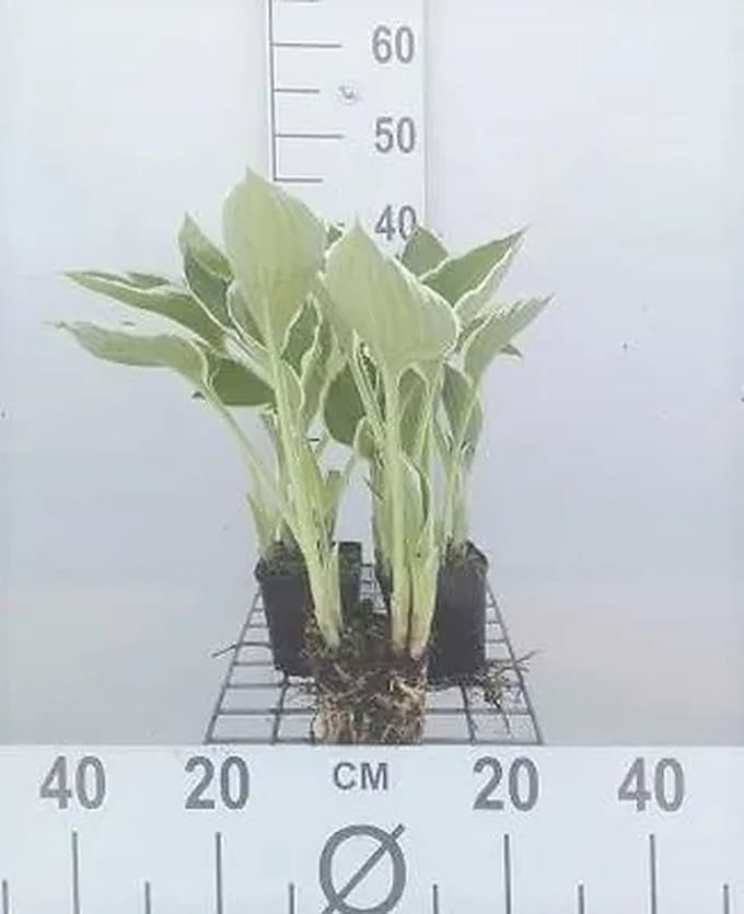 6x Hartlelie - Hosta hybr. 'Francee' | 9x9 cm pot