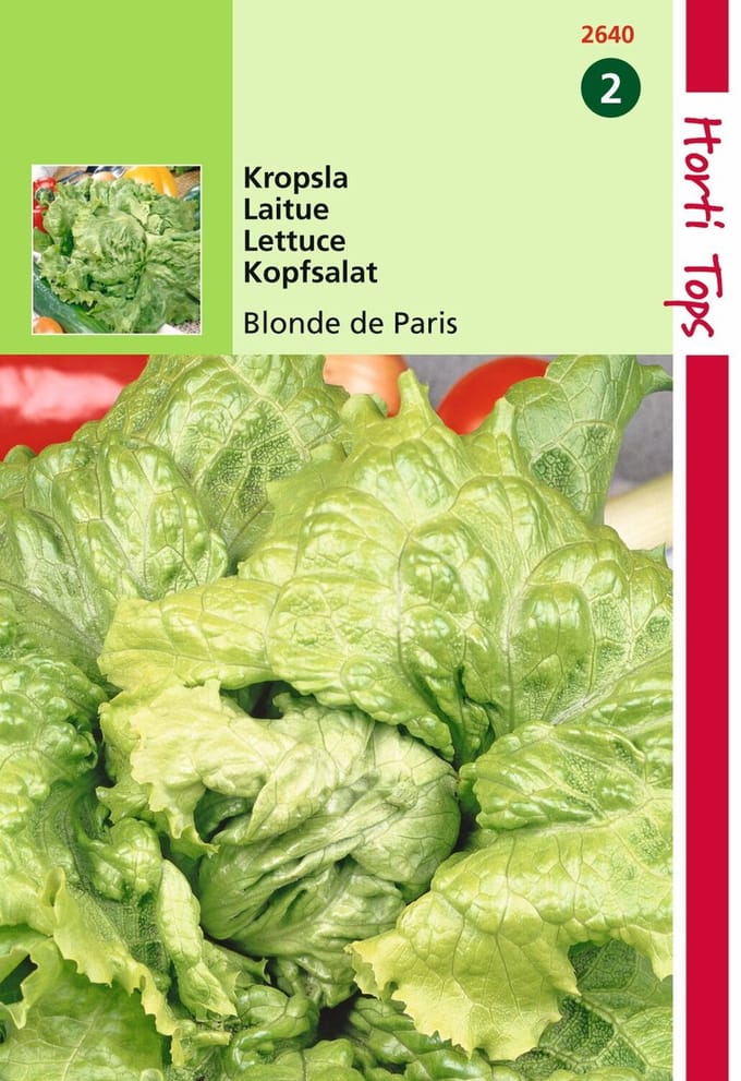 2 stuks - Hortitops - Kropsla Batavia Blonde Sla Andijvie