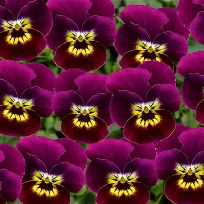 Violen Twix Purple and Gold