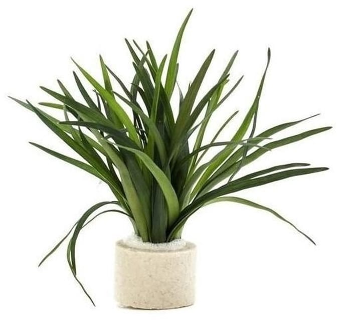 Aquaflora Eriocaulon sp Dong Ha | In 5 cm pot