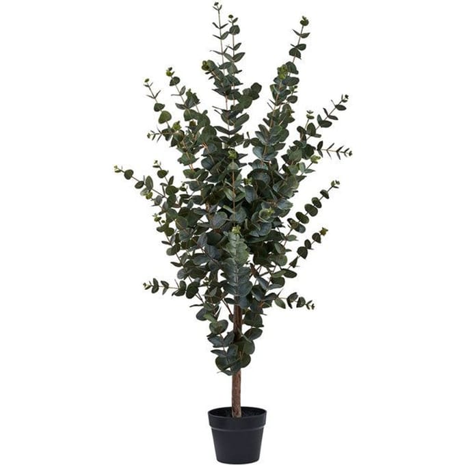 Kamerplant House Nordic Eucalyptus