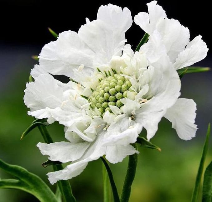 6 x Scabiosa Caucasica 'Alba' - Duifkruid pot 9x9cm