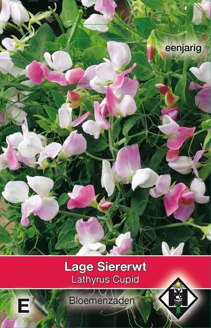 2 stuks Van Hemert & Co Lathyrus odoratus Cupid