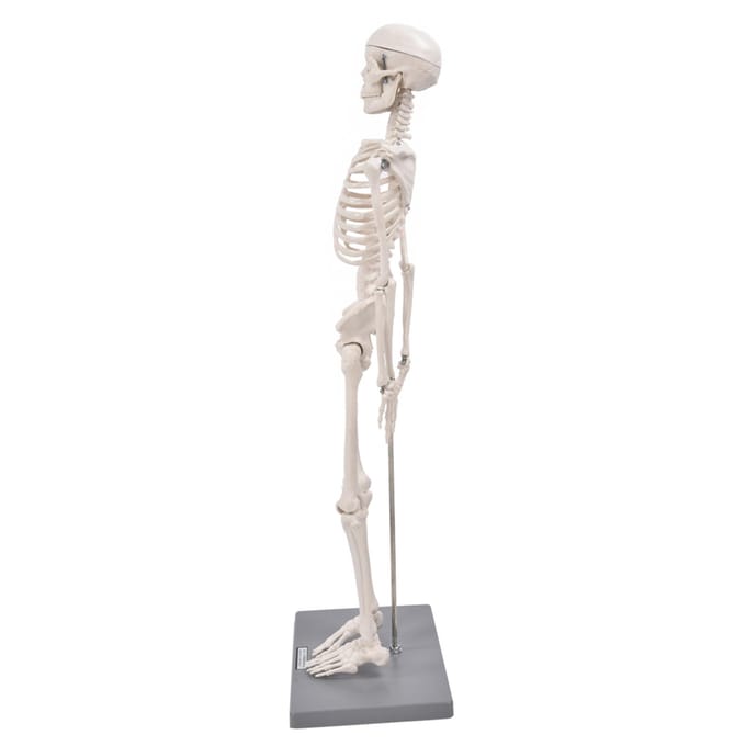 85cm Menselijk Skelet Model met Standaard Biologisch Experimenteergereedschap voor Anatomisch Onderwijsgebruik white