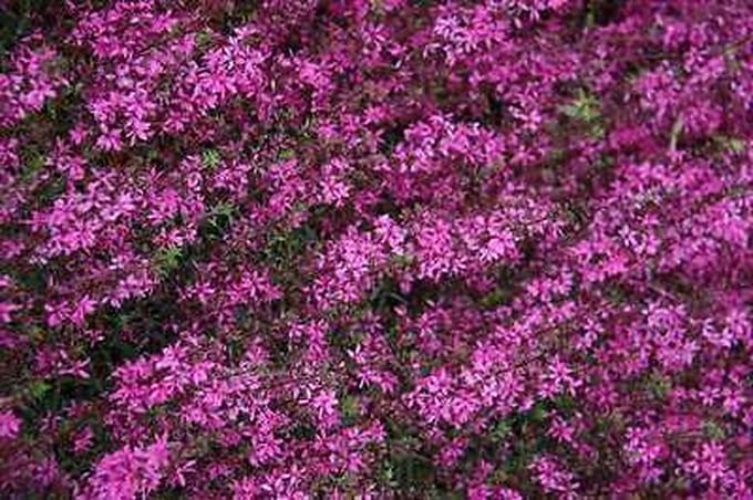 6x Kattenstaart - Lythrum virg. 'Rose Queen' | 9x9 cm pot
