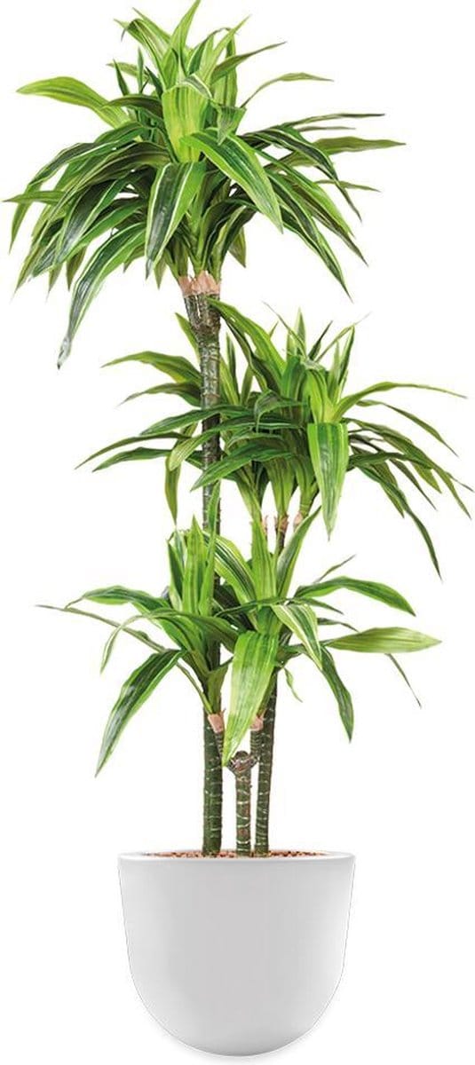 HTT - Kunstplant Dracaena Lemon Lime in Eggy wit H130 cm