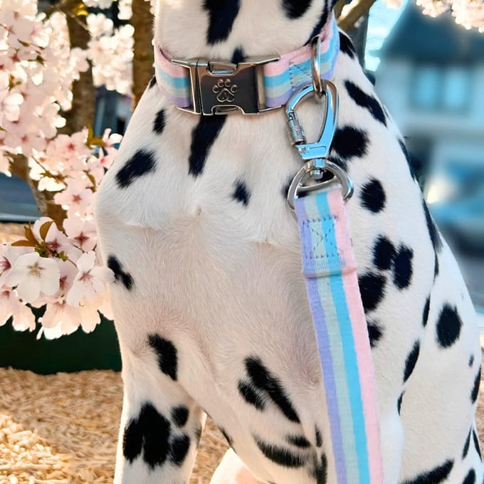 Regenboog - Hondenriem - S- 2 cm breed - 2 m / 2 meter / 200 cm lang- Leiband hond