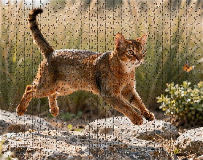 Puzzel Abessijn kat in de savanne | 500 stukjes | Dierenpuzzel | Kattenpuzzel