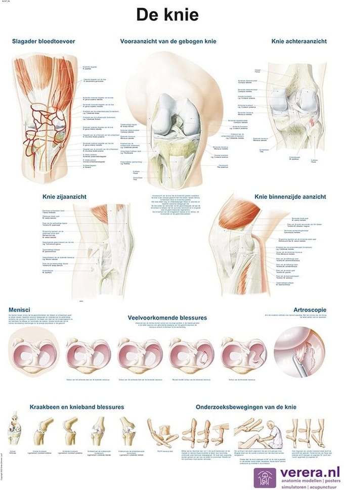 Anatomie poster kniegewricht (Nederlands/Latijn, papier, 50x70 cm)