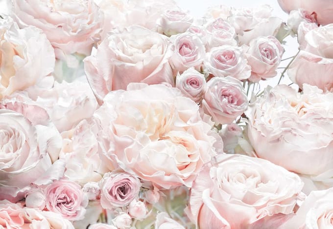Fotobehang Spring Roses