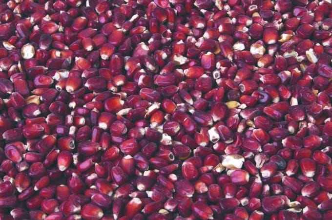Bordeaux Maïs 20kg