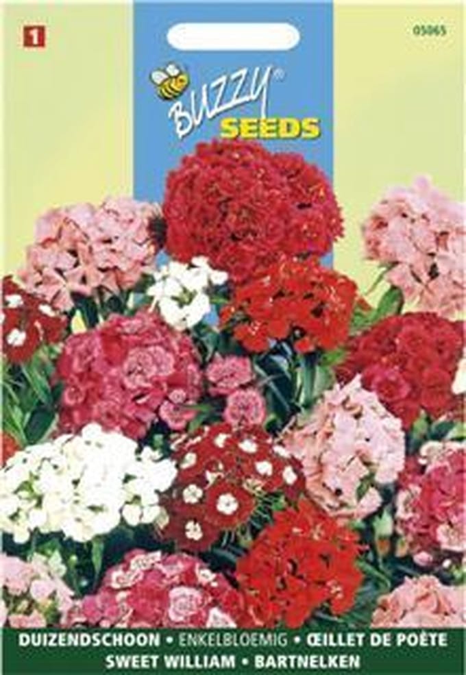 Duizendschoon enkelbloemig gemengd - Dianthus barbatus