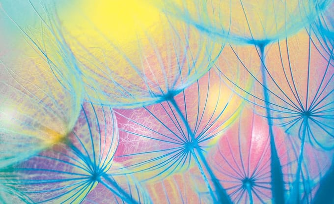 Flower Dandelion Photo Wallcovering