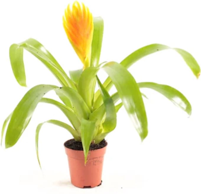 Moerings Vriesea Bromelia in 5 cm pot