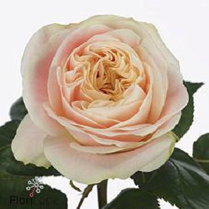 10x Rosa priscilla! 60cm