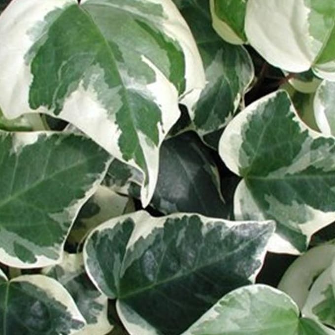 Hedera Algeriensis 'Gloire De Marengo' - Klimop 50-60 cm pot