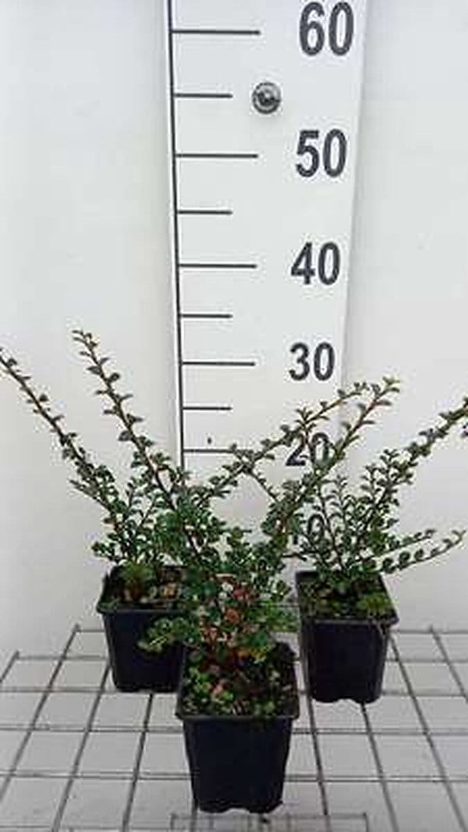 12x Vlakke Dwergmispel - Cotoneaster horizontalis | 9x9 cm pot