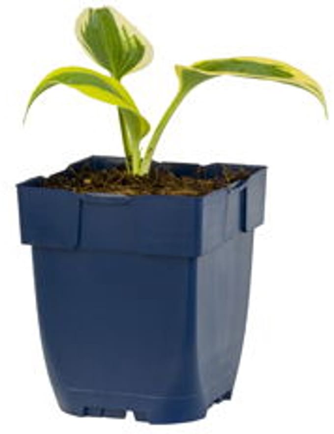 Griffioen - Hosta 'Permafrost'