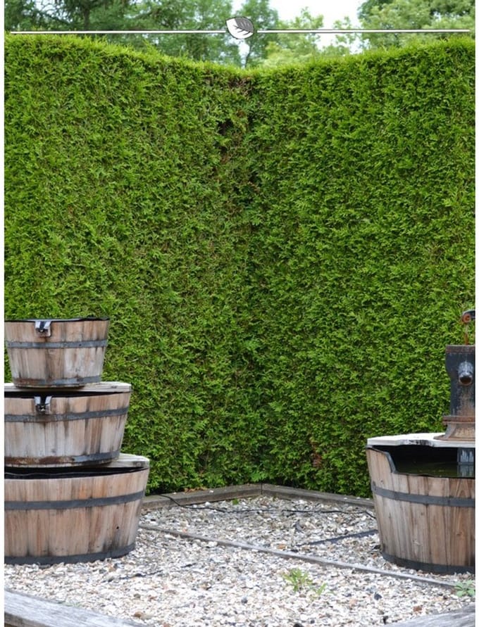 Westerse Levensboom Thuja Brabant 180-200 cm in Pot, 20x Haagplant