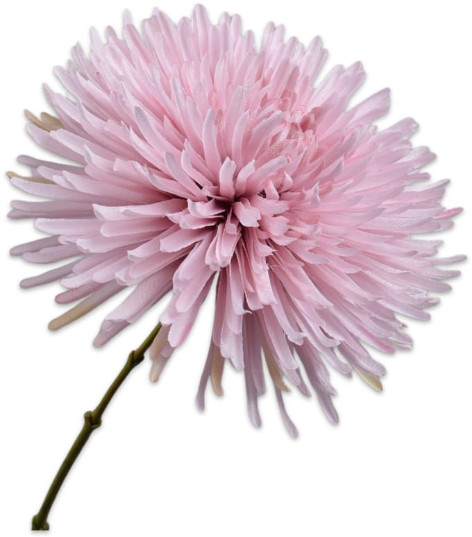 Chrysant tak lila 60 cm