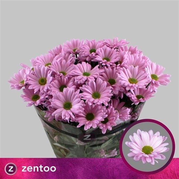 10x Chrysant katinka 70cm