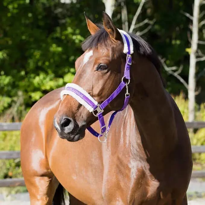 Halster voor paarden Horze Howard