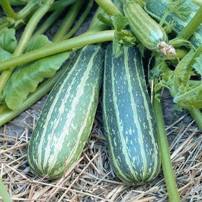 Klimcourgette zaden - Long Green Trailing