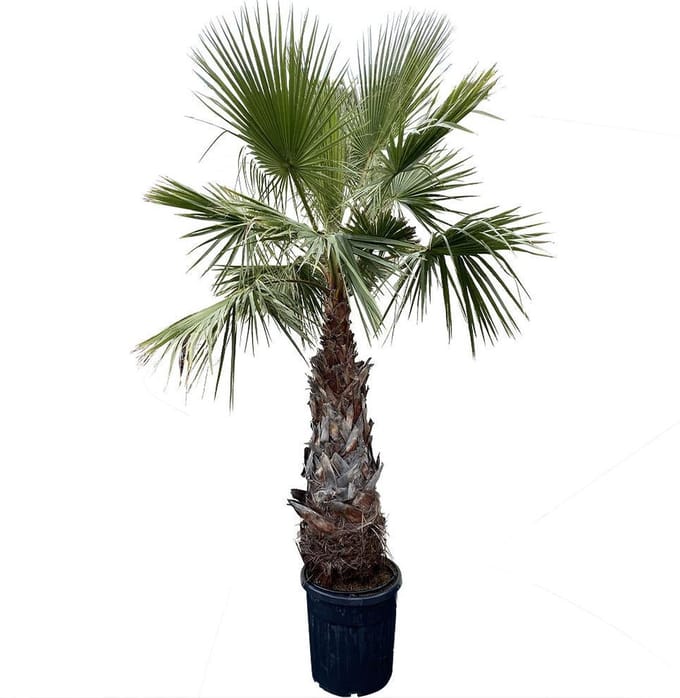Palmboom - Washingtonia Robusta - Mexicaanse Waaierpalm - Pot ⌀ 40cm - Hoogte  ca. 250cm