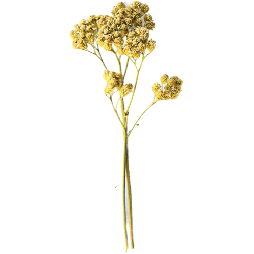 Natural Heroes - Helichrysum EO - Helichrysum stoechas 10 ml