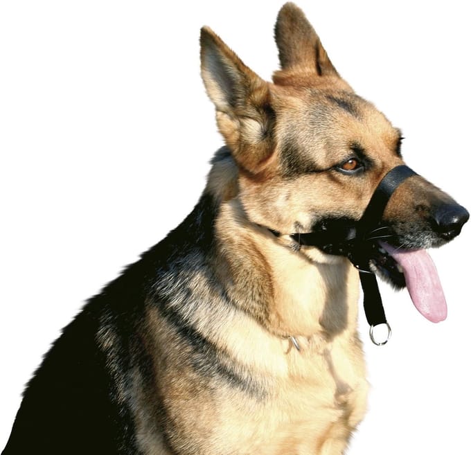 Honden Muilkorf - Veiligheidsmondstuk - Africhting Training - Verstelbare Gesp - Maat 5 - Goud