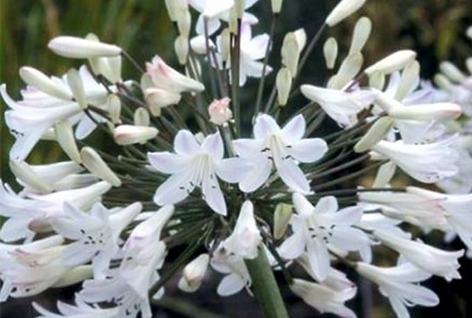 6x Afrikaanse lelie - Agapanthus afr. 'Albus' | 9x9 cm pot