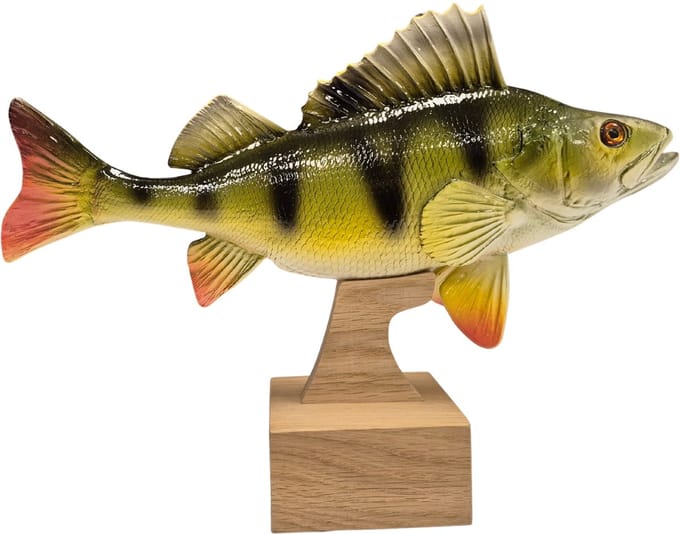3D Real Fish Trophy Baars 28 cm Levensecht Beeld Baarsbeeld Trofee Prijs Baarswedstrijd Vis Beker