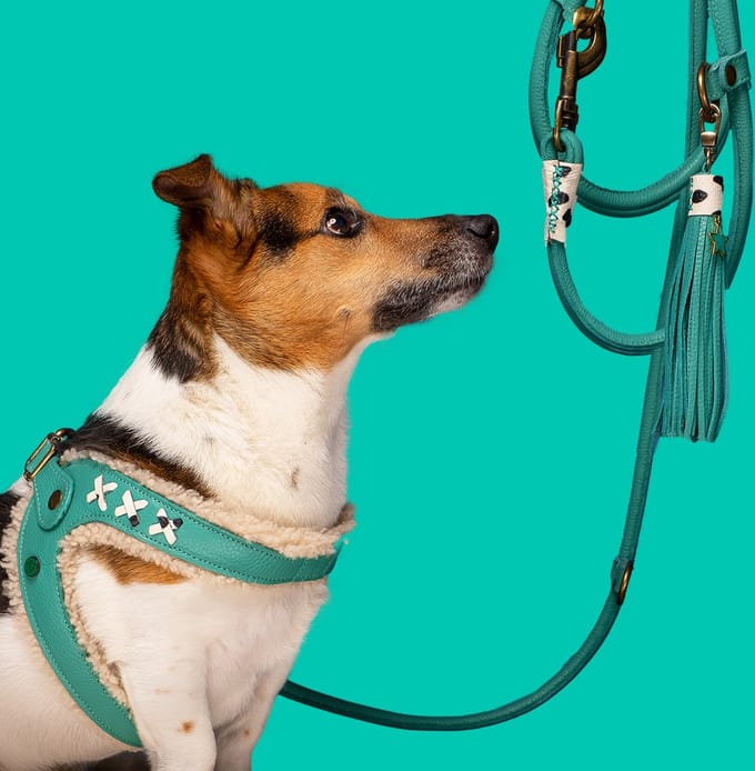 Frenkie Turquoise Hondentuigje Maat 6 (45-50 cm)