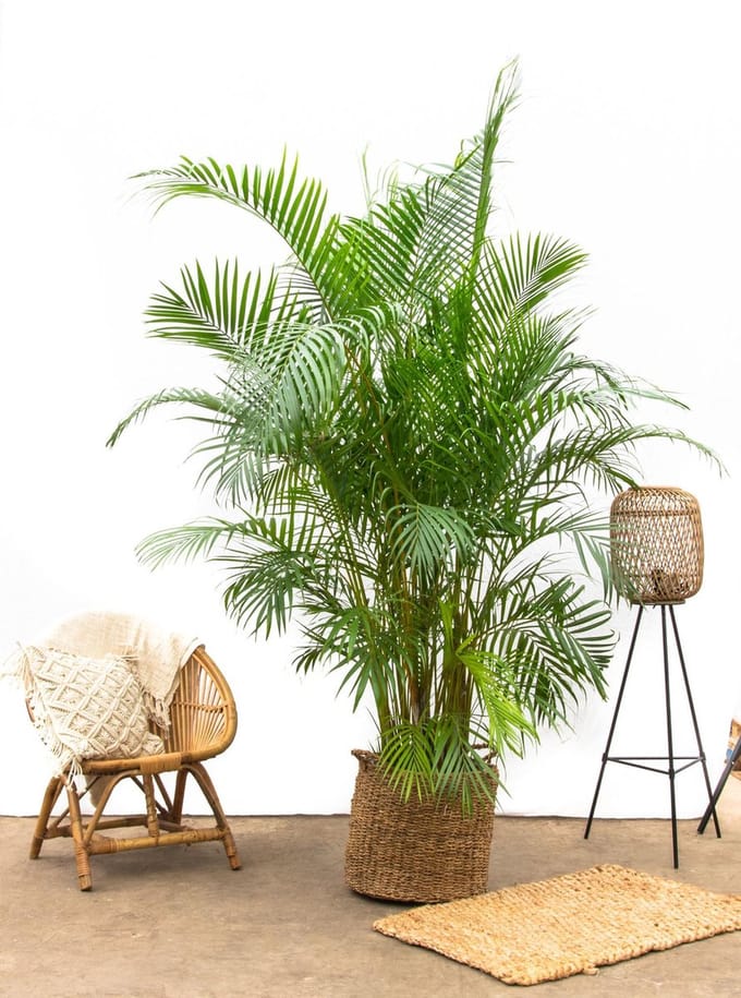 Goudpalm - Areca Palm Dypsis Lusescens hoogte 250cm potmaat 45cm