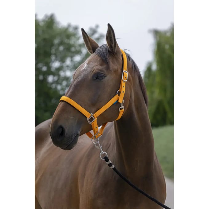 Satijnen paardenhalster Norton
