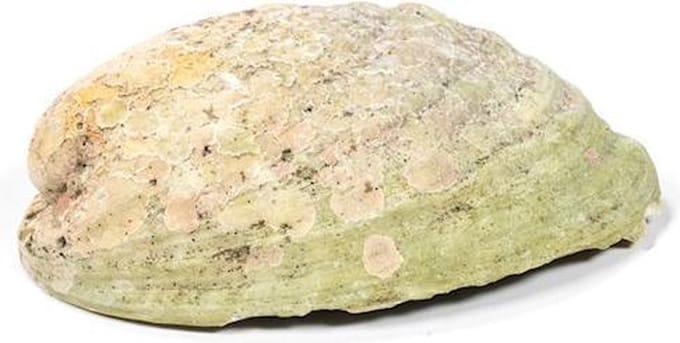 Yogi & Yogini Abalone Schelp – Smudging – 12,5 tot 15,5 cm - Haliotis Iris - Regenboog Paua